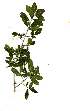  (Vitellariopsis - OM1880)  @11 [ ] Copyright  - Unspecified