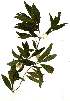  (Rothmannia globosa - OM1887)  @11 [ ] Copyright  - Unspecified