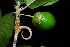  (Hugonia orientalis - OM1915)  @11 [ ] Unspecified (default): All Rights Reserved  Unspecified Unspecified