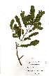  ( - OM1972)  @13 [ ] No Rights Reserved  Unspecified Unspecified