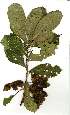  ( - OM1973)  @11 [ ] Copyright  - Unspecified