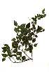  ( - OM1980)  @11 [ ] Copyright  - Unspecified