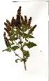  (Pychnostachys - OM1992)  @11 [ ] Copyright  - Unspecified