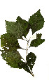  (Clerodendrum sp - OM1995)  @11 [ ] Copyright  - Unspecified