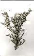  (Hemizygia albiflora - OM2021)  @11 [ ] Copyright  - Unspecified