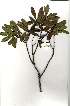  ( - OM2024)  @11 [ ] Copyright  - Unspecified