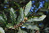  (Morella pilulifera - OM2024)  @11 [ ] Unspecified (default): All Rights Reserved  Unspecified Unspecified