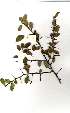  ( - OM2032)  @11 [ ] Copyright  - Unspecified