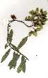  (Acridocarpus - OM2034)  @11 [ ] Copyright  - Unspecified