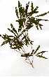  (Nuxia opposifolia - OM0206)  @11 [ ] Copyright  - Unspecified