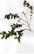 ( - OM0215)  @11 [ ] Copyright  - Unspecified
