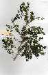  (Acacia robusta - OM0226)  @14 [ ] Copyright  - Unspecified