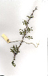  (Acacia welwitschii - OM0239)  @12 [ ] Copyright  - Unspecified