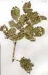  ( - OM0242)  @11 [ ] Copyright  - Unspecified