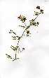  ( - OM0245)  @11 [ ] Copyright  - Unspecified