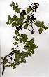 ( - OM0252)  @11 [ ] Copyright  - Unspecified
