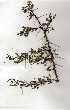  (Vachellia exuvialis - OM0260)  @13 [ ] Unspecified (default): All Rights Reserved  Olivier Maurin Unspecified