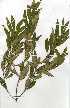  (Olea - OM0269)  @11 [ ] Copyright  - Unspecified