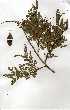 ( - OM0271)  @11 [ ] Copyright  - Unspecified