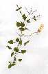  ( - OM0273)  @11 [ ] Copyright  - Unspecified