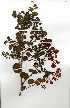  (Bauhinia galpinii - OM0279)  @11 [ ] Copyright  - Unspecified