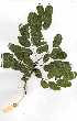  ( - OM0291)  @11 [ ] Copyright  - Unspecified