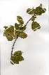  ( - OM0295)  @11 [ ] Copyright  - Unspecified