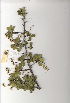  ( - OM0327)  @11 [ ] Copyright  - Unspecified