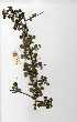  (Commiphora africana - OM0334)  @11 [ ] Copyright  - Unspecified