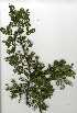  ( - OM0337)  @13 [ ] Copyright  - Unspecified