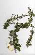  ( - OM0362)  @11 [ ] Copyright  - Unspecified