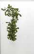  ( - OM0363)  @11 [ ] Copyright  - Unspecified