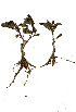  (Pterodiscus - OM0364)  @11 [ ] Copyright  - Unspecified