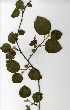  ( - OM0392)  @11 [ ] Copyright  - Unspecified