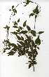  ( - OM0456)  @11 [ ] Copyright  - Unspecified