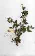  (Lantana rugosa - OM0459)  @11 [ ] Copyright  - Unspecified