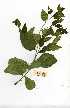  (Maytenus undata - OM0482)  @11 [ ] Copyright  - Unspecified