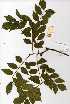  ( - OM0490)  @11 [ ] Copyright  - Unspecified