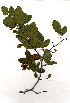  ( - OM0511)  @11 [ ] Copyright  - Unspecified