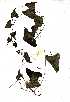  (Adenia hastata var. hastata - OM0512)  @11 [ ] Copyright  - Unspecified