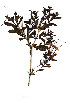  ( - OM0524)  @11 [ ] Copyright  - Unspecified