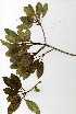  ( - OM0542)  @11 [ ] Copyright  - Unspecified