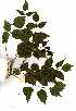  ( - OM0566)  @11 [ ] Copyright  - Unspecified