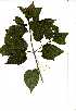  ( - OM0739)  @11 [ ] Copyright  - Unspecified