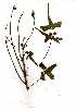  ( - OM0741)  @11 [ ] Copyright  - Unspecified