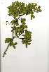  ( - OM0745)  @11 [ ] Copyright  - Unspecified