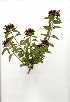  (Clerodendrum glabrum - OM0768)  @11 [ ] Copyright  - Unspecified