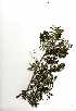  ( - OM0773)  @11 [ ] Copyright  - Unspecified