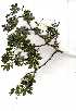  (Senegalia erubescens - OM0780)  @13 [ ] Copyright  - Unspecified