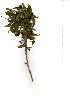  (Jasminum multipartitum - OM0782)  @11 [ ] Copyright  - Unspecified